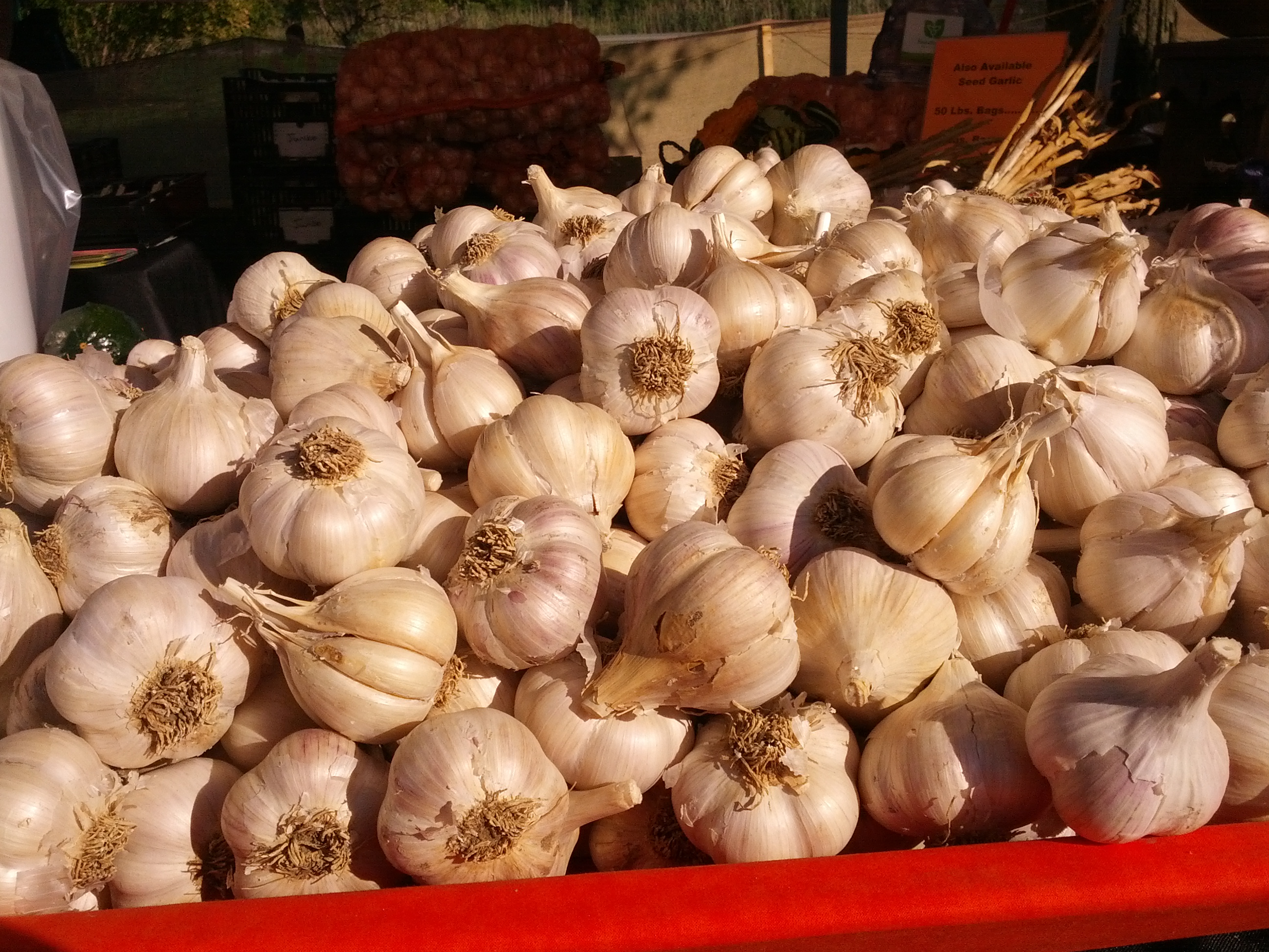 Garlic Display