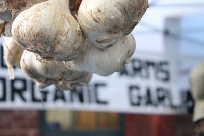 Garlic Bulbs Close up