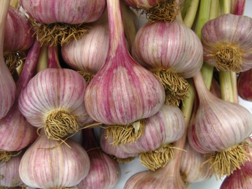 Toronto Garlic Festival many types of local garlic e1529956954556