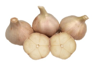 Augusts Harvest Garlic Music Variety