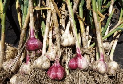 Grow Garlic