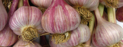 Garlic Decorative3