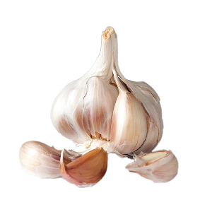 ottowa garlic